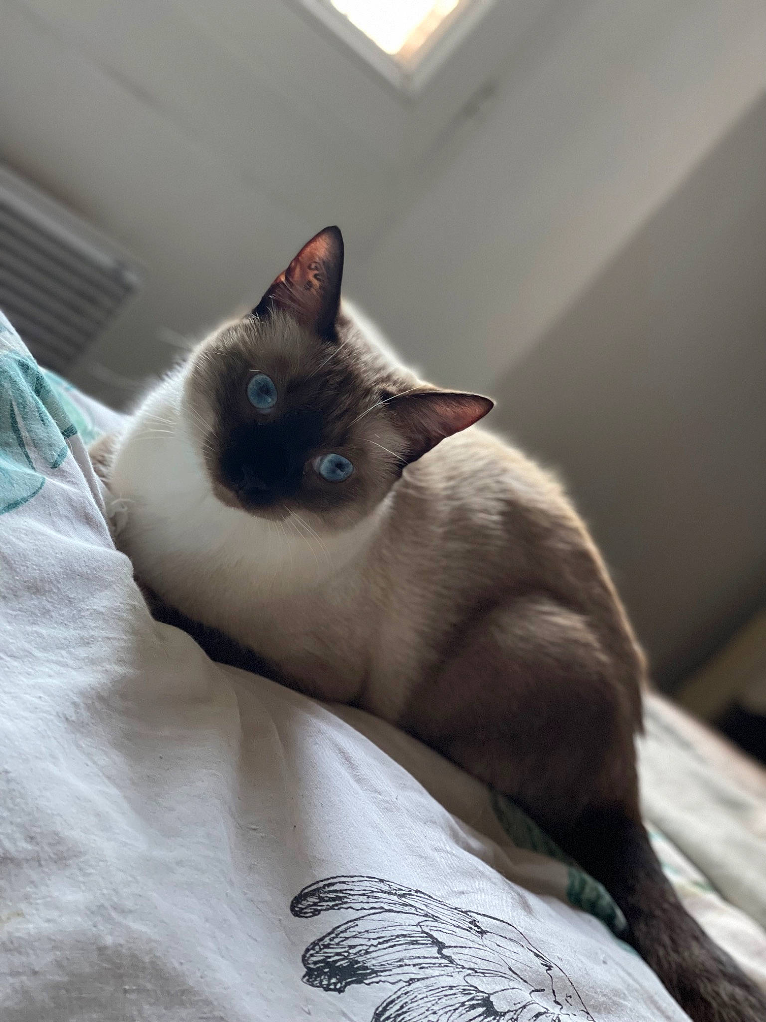 Snow participe au concours pour gagner de l'argent avec cette photo : balinese, birman, carnivore, cat, comfort, domestic_short_haired_cat, eye, fawn, felidae, fur, grey, human_leg, linens, paw, siamese, small_to_medium_sized_cats, snout, tail, thai, whiskers