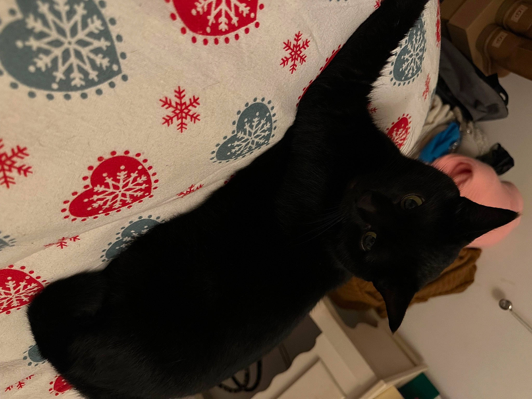 Cachou participe au concours pour gagner de l'argent avec cette photo : black_cat, bombay, carmine, carnivore, cat, claw, comfort, domestic_short_haired_cat, fashion_accessory, felidae, fur, gesture, linens, pattern, paw, small_to_medium_sized_cats, snout, tail, terrestrial_animal, whiskers