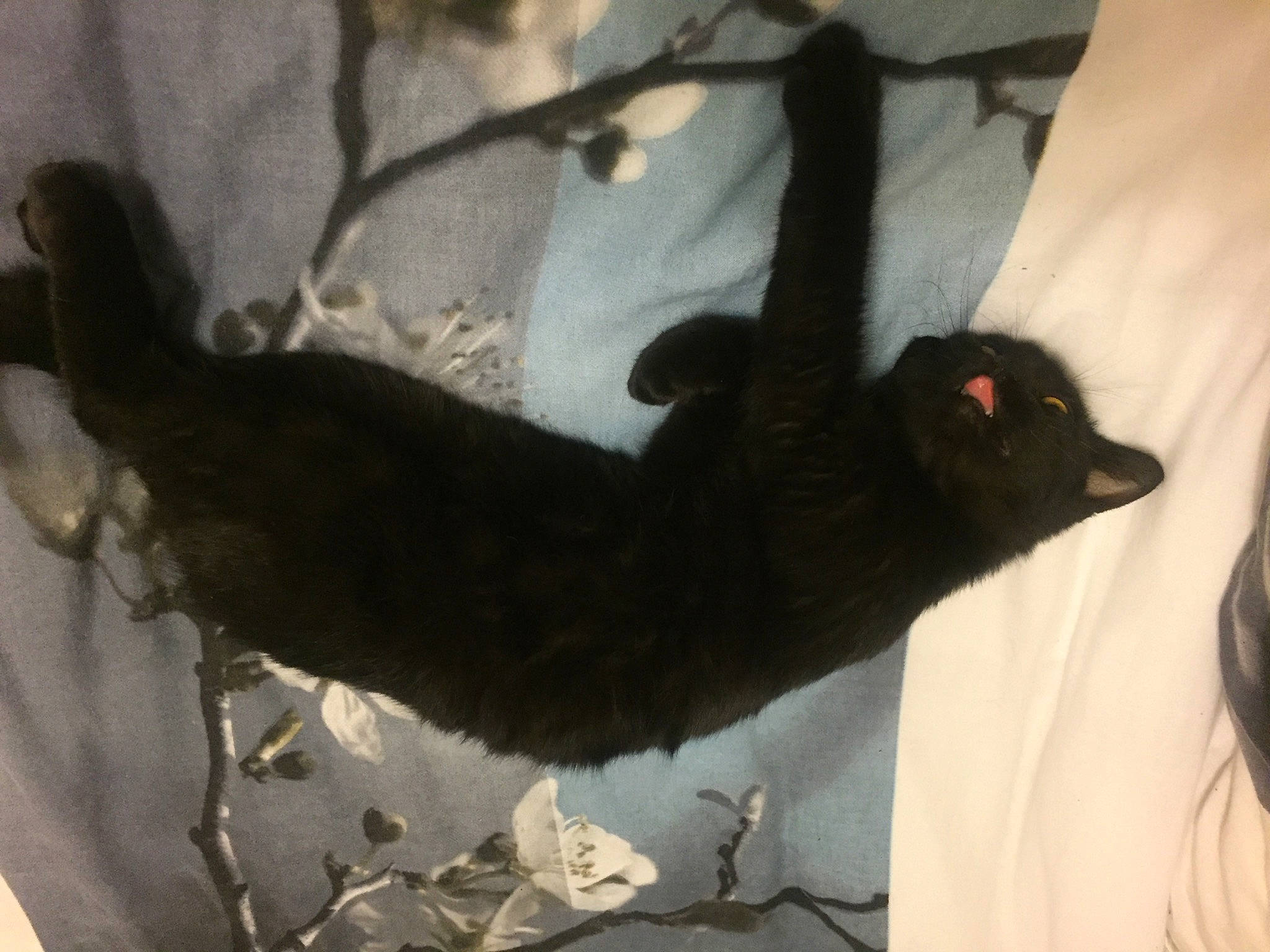 Cachou a rejoint le concours — aidez-le/la à gagner de superbes lots ! bat, beak, black_cat, canidae, carnivore, claw, comfort, dog_breed, elbow, felidae, flightless_bird, foot, fur, paw, sleeve, small_to_medium_sized_cats, tail, terrestrial_animal