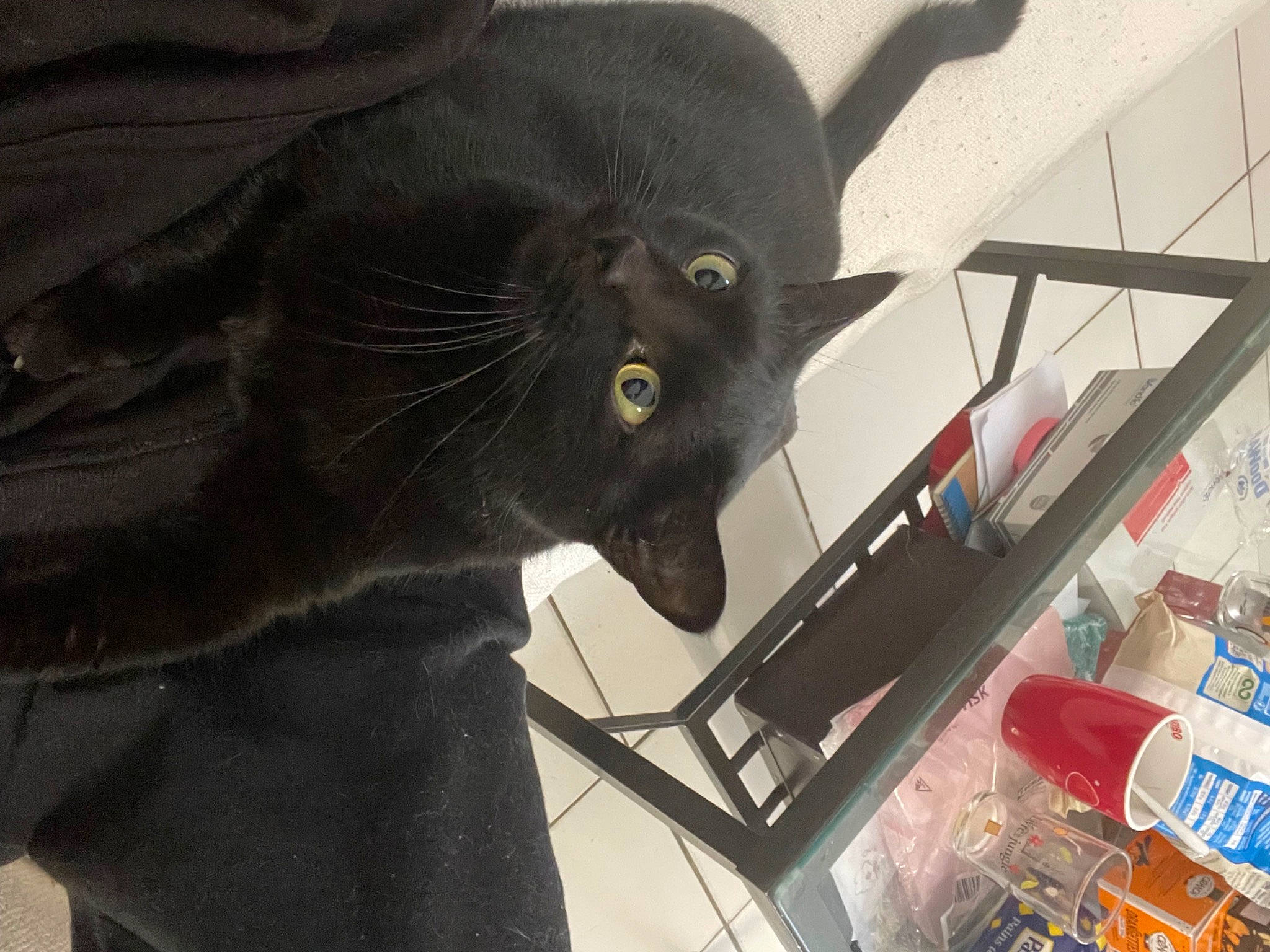 Cachou participe au concours pour gagner de l'argent avec cette photo : black_cat, bombay, canidae, carnivore, cat, chair, comfort, dog_breed, domestic_short_haired_cat, felidae, fur, personal_protective_equipment, sculpture, small_to_medium_sized_cats, snout, tail, terrestrial_animal, whiskers