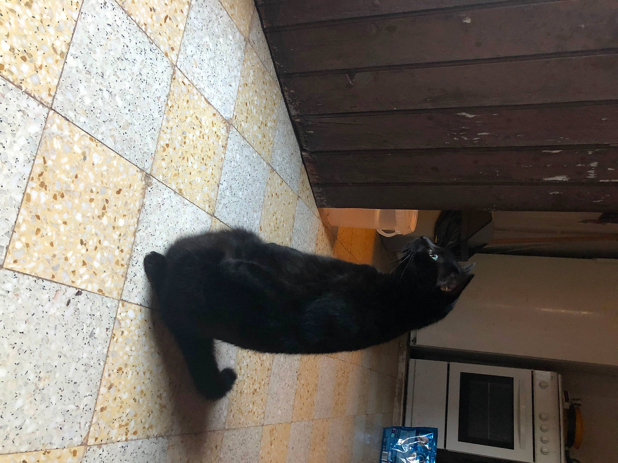 Cachou participe au concours pour gagner de l'argent avec cette photo : carnivore, cat, composite_material, concrete, dog_breed, domestic_short_haired_cat, felidae, flooring, foot, fur, hardwood, human_leg, road_surface, shadow, small_to_medium_sized_cats, sporting_group, tail, tints_and_shades, window, wood