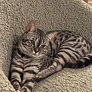Coco joined the competition — help win amazing prizes! cat, tabby, striped, feline, pet, animal, indoor, relaxed, resting, cozy, chair, texture, fur, whiskers, ears, paws, tail, cute, domestic, comfort