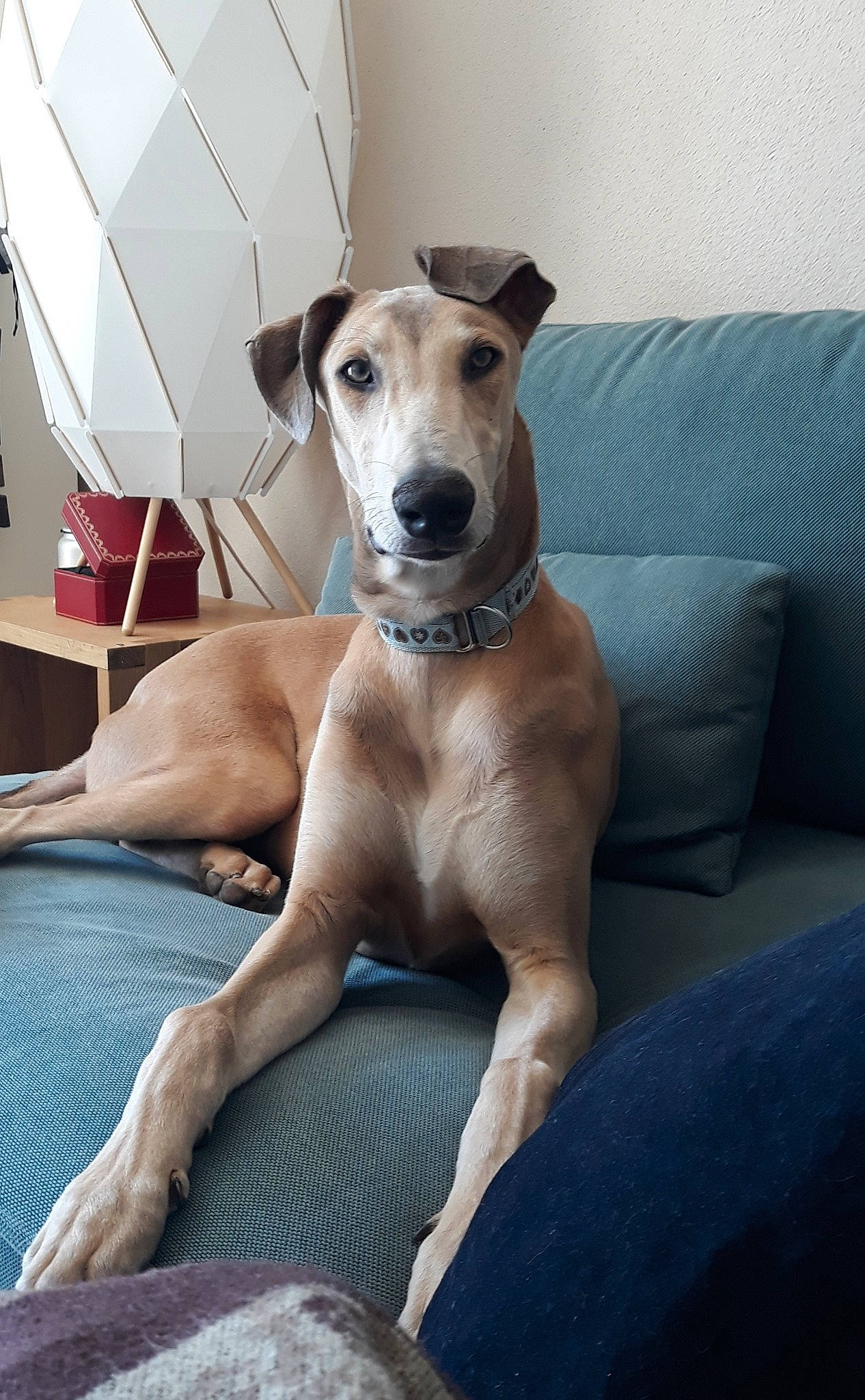 Nox a rejoint le concours — aidez-le/la à gagner de superbes lots ! azawakh, canidae, carnivore, chippiparai, dog, dog_breed, fawn, greyhound, hortaya_borzaya, italian_greyhound, lurcher, magyar_agar, mammal, mudhol_hound, polish_greyhound, sighthound, sloughi, snout, vertebrate, whippet