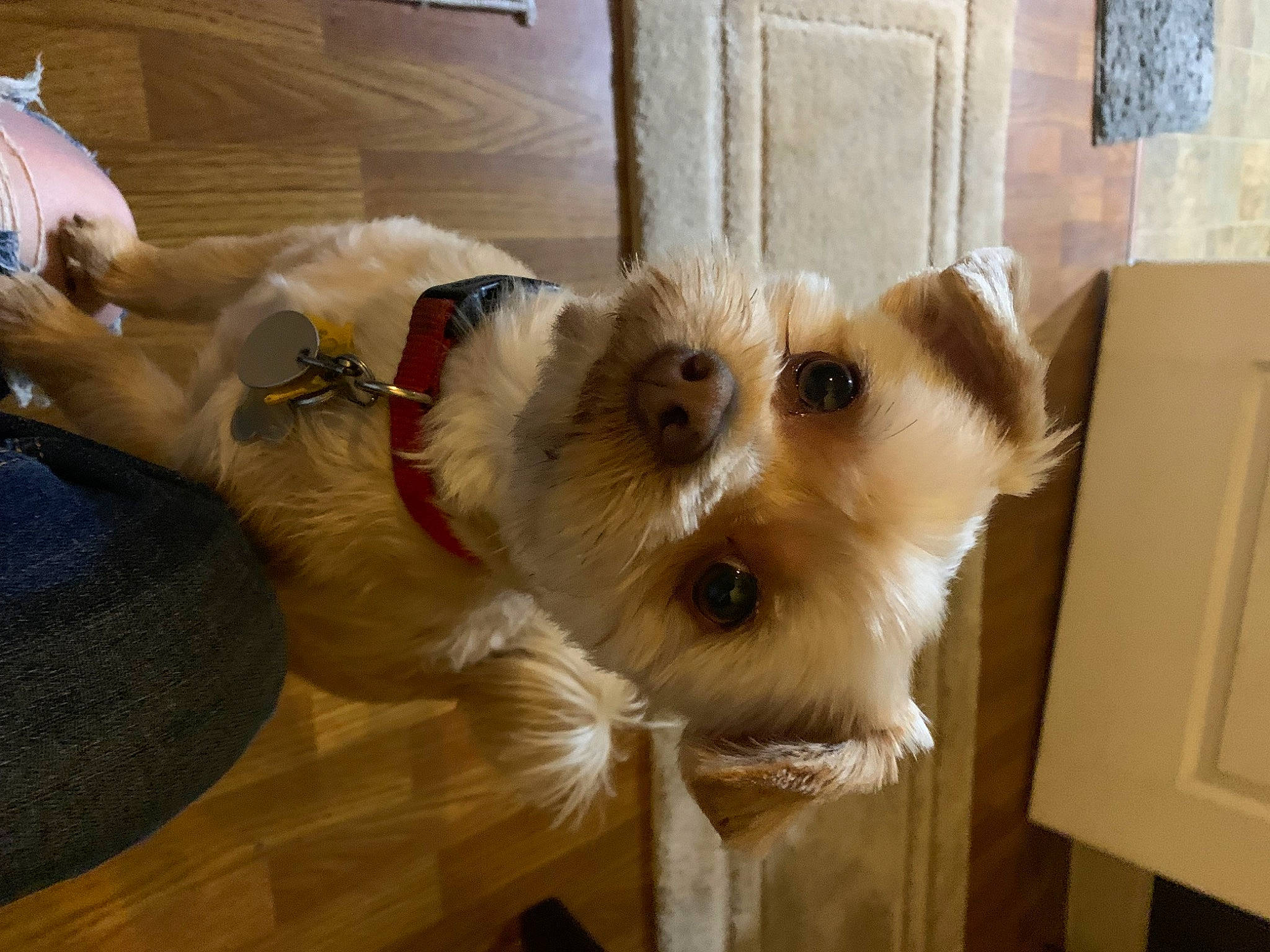 Bentley joined the competition — help win amazing prizes! canidae, carnivore, collar, companion_dog, dog, dog_breed, dog_supply, fawn, fur, maltepoo, non_sporting_group, small_terrier, small_to_medium_sized_cats, snout, sporting_group, sunglasses, terrier, toy_dog, whiskers, working_animal