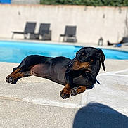 Oliane participe au concours pour gagner de l'argent avec cette photo : dog, dachshund, outdoor, poolside, sunny, relaxed, pet, animal, canine, summer, shadow, blue_sky, concrete, sunlight, lounge, resting, backyard, daytime, short_hair, small_dog