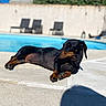 dog, dachshund, outdoor, poolside, sunny, relaxed, pet, animal, canine, summer, shadow, blue_sky, concrete, sunlight, lounge, resting, backyard, daytime, short_hair, small_dog