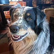 Tucker joined the competition — help win amazing prizes! animal, black_and_white, brown_eyes, canine, companion, dog, domestic_animal, ears, friendly, fur, happy, home, indoors, kitchen, long_hair, muzzle, pet, portrait, smiling, whiskers