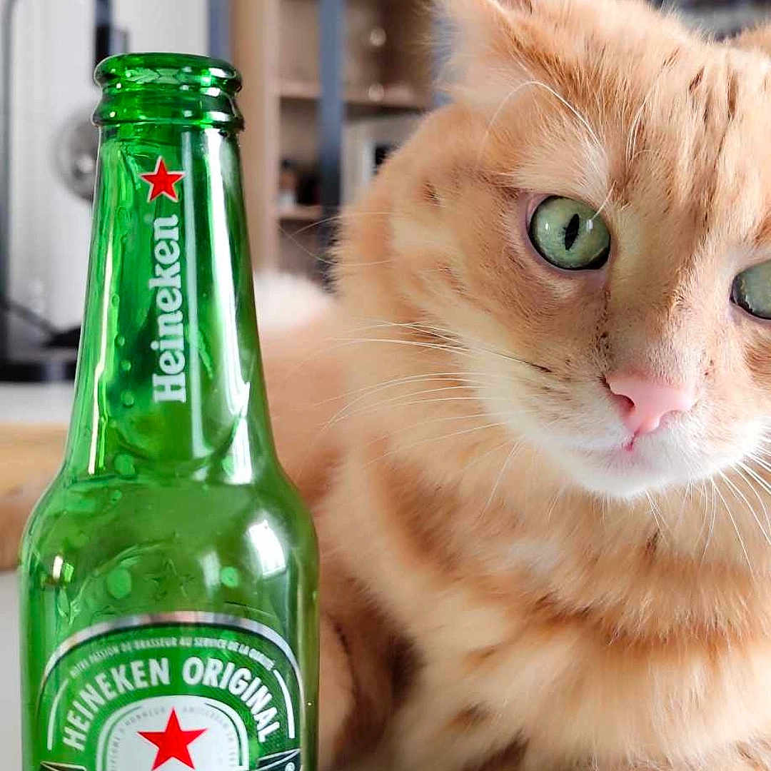 Marlow a rejoint le concours — aidez-le/la à gagner de superbes lots ! animal, background_blur, beer_bottle, cat, close_up, curious, domestic, domestic_cat, feline, fur, green_bottle, heineken, household, indoor, orange_tabby, pet, pink_nose, relaxed, table, whiskers