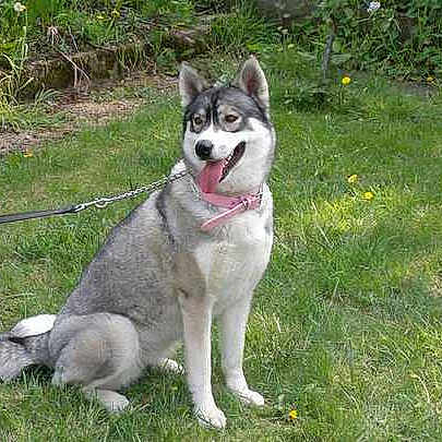 Shadow is registered to the contest to win money with this photo: