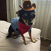 Milo Garcia is registered to the contest to win money with this photo: animal, bandana, bed, blanket, blue_outfit, costume, cowboy_hat, curtains, cute, dog, floor, furniture, home, indoor, natural_light, pet, sitting, small_dog, water_bottle, window
