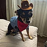 animal, bandana, bed, blanket, blue_outfit, costume, cowboy_hat, curtains, cute, dog, floor, furniture, home, indoor, natural_light, pet, sitting, small_dog, water_bottle, window
