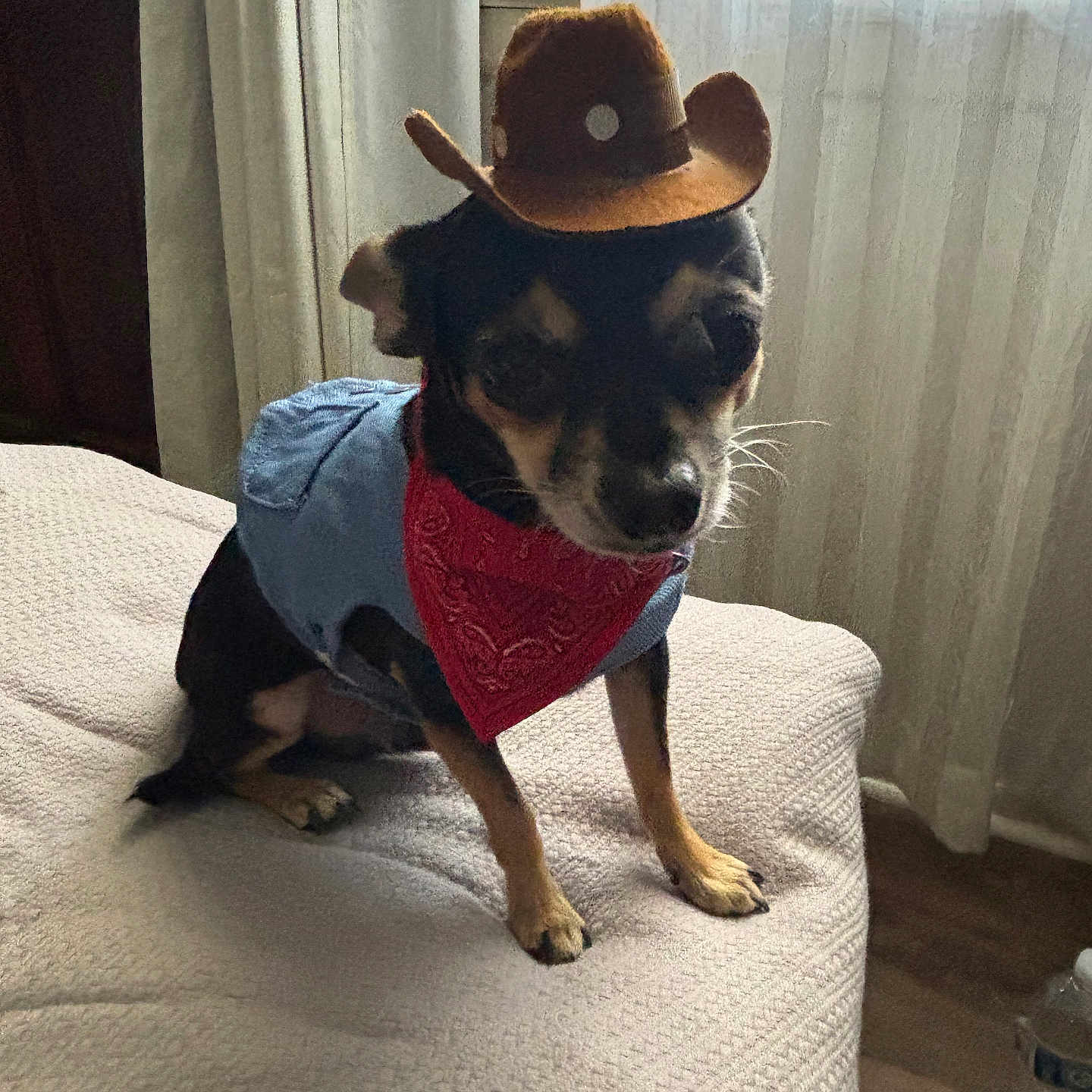 Milo Garcia is registered to the contest to win money with this photo: animal, bandana, bed, blanket, blue_outfit, costume, cowboy_hat, curtains, cute, dog, floor, furniture, home, indoor, natural_light, pet, sitting, small_dog, water_bottle, window