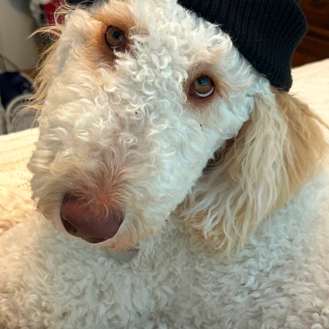 Lucca is registered to the contest to win money with this photo: animal, baseballcap, beanie, canine, cap, clothing, couch, dog, face, furniture, hat, head, person, pet, photography, poodle, portrait, puppy, terrier, whitedog