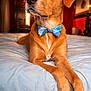 dog, bow_tie, bed, indoor, portrait, brown_fur, paws, pet, lying_down, bedroom, close_up, collar, canine, blue_bedspread, looking_up, nose, eyes, domestic_animal, furniture, cozy