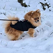 Ayla participe au concours pour gagner de l'argent avec cette photo : dog, snow, outdoor, pet, leash, winter, fur, jacket, small_dog, canine, nature, cold, animal, walking, fluffy, curious, snowy_ground, leash_clip, pomeranian, winter_clothing