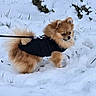 dog, snow, outdoor, pet, leash, winter, fur, jacket, small_dog, canine, nature, cold, animal, walking, fluffy, curious, snowy_ground, leash_clip, pomeranian, winter_clothing