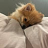 dog, pomeranian, fluffy, sleepy, bed, pillows, cozy, pet, cute, indoor, resting, fur, ears, animal, small_dog, adorable, relaxing, companion, domestic_animal, snuggle