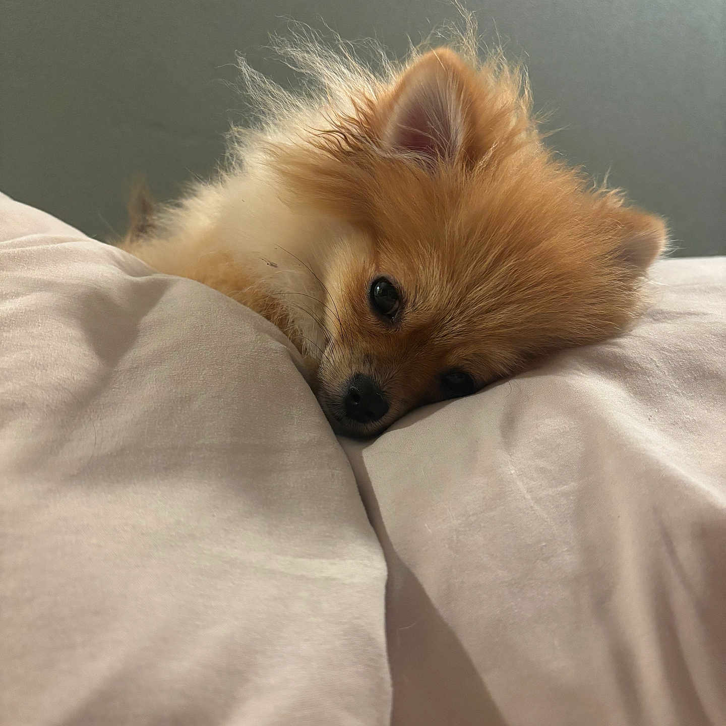 Ayla a rejoint le concours — aidez-le/la à gagner de superbes lots ! dog, pomeranian, fluffy, sleepy, bed, pillows, cozy, pet, cute, indoor, resting, fur, ears, animal, small_dog, adorable, relaxing, companion, domestic_animal, snuggle