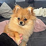 Ayla participe au concours pour gagner de l'argent avec cette photo : dog, pomeranian, pet, handshake, furry, cute, couch, blanket, indoor, animal, friendship, paw, person, furniture, cozy, fur, small_dog, brown, fluffy, companion