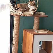Kiara participe au concours pour gagner de l'argent avec cette photo : cat, tabby_cat, cat_tree, furniture, indoor, pet, relaxed, lounging, wire_frame, wooden_floor, curtain, window_light, home, cozy, resting, animal, domestic_cat, green_wall, scratching_post, cushion