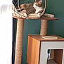 cat, tabby_cat, cat_tree, furniture, indoor, pet, relaxed, lounging, wire_frame, wooden_floor, curtain, window_light, home, cozy, resting, animal, domestic_cat, green_wall, scratching_post, cushion