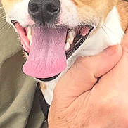 Jack joined the competition — help win amazing prizes! dog, close_up, tongue_out, happy, pet, animal, hand, person, skin, face_partial, brown_and_white, ears, smiling, cute, domestic_animal, canine, fur, companionship, affection, portrait