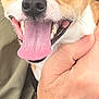 dog, close_up, tongue_out, happy, pet, animal, hand, person, skin, face_partial, brown_and_white, ears, smiling, cute, domestic_animal, canine, fur, companionship, affection, portrait