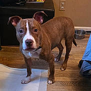 Symbah joined the competition — help win amazing prizes! alert, animal, brown_dog, canine, collar, curious, dog, dog_bowl, domestic, ears_up, flooring, four_legs, household, indoor, living_room, looking_at_camera, ottoman, pet, white_markings, wooden_floor