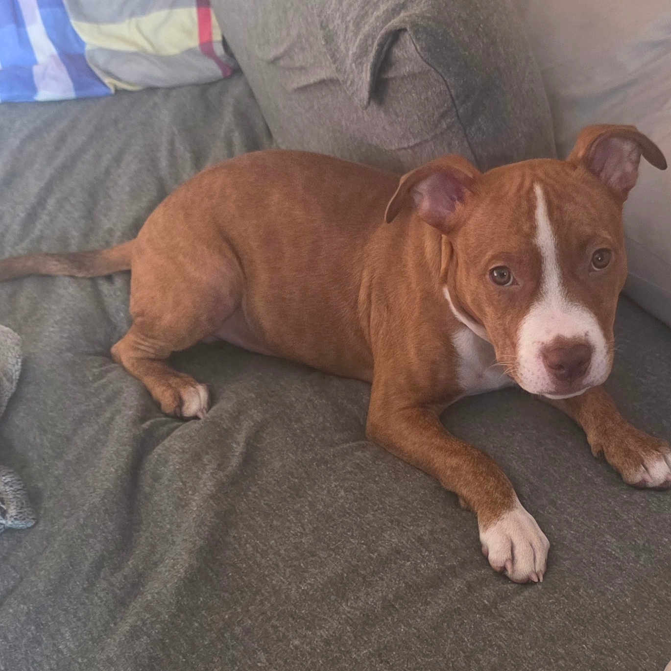 Symbah is registered to the contest to win money with this photo: animal, bed, blanket, brown_dog, canine, comfortable, cozy, dog, domestic, ears, fur, indoor, looking_at_camera, nose, paw, pet, pillow, resting, tail, white_markings