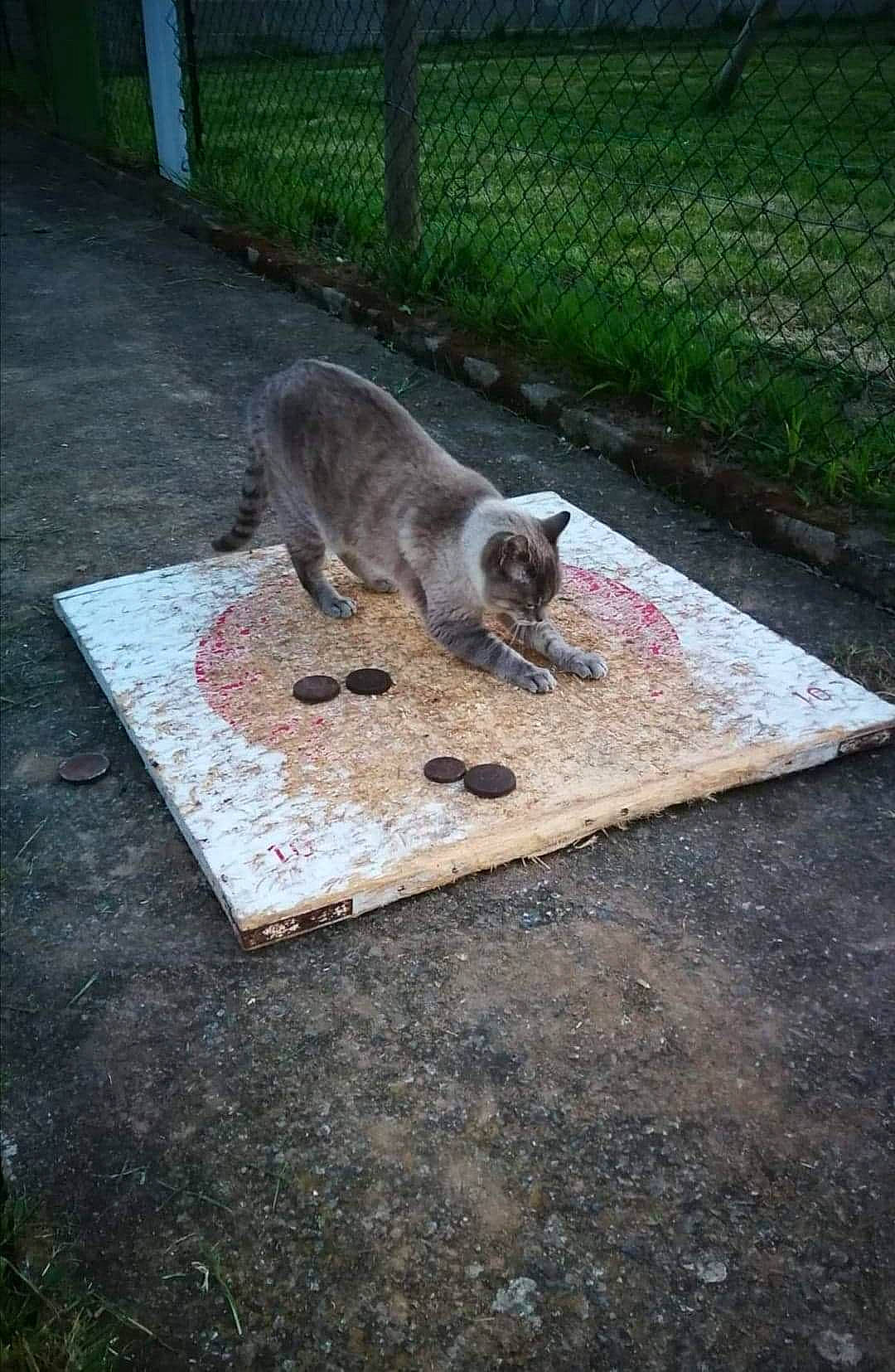 Capsule participe au concours pour gagner de l'argent avec cette photo : asphalt, canidae, carnivore, dog_breed, fawn, felidae, fence, flooring, grass, groundcover, marsupial, procyonidae, road_surface, sidewalk, small_to_medium_sized_cats, snout, tail, terrestrial_animal, whiskers, wildlife