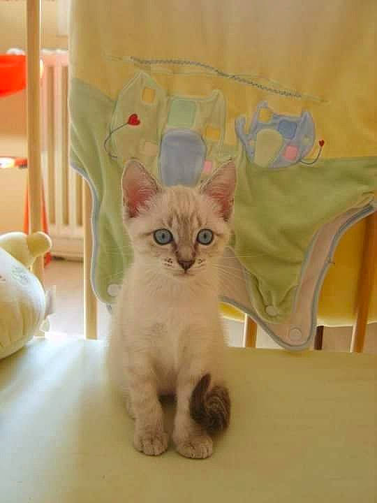 Capsule a rejoint le concours — aidez-le/la à gagner de superbes lots ! bag, carnivore, cat, chair, comfort, domestic_short_haired_cat, fawn, felidae, fur, linens, paper_product, paw, pet_supply, room, small_to_medium_sized_cats, tail, whiskers