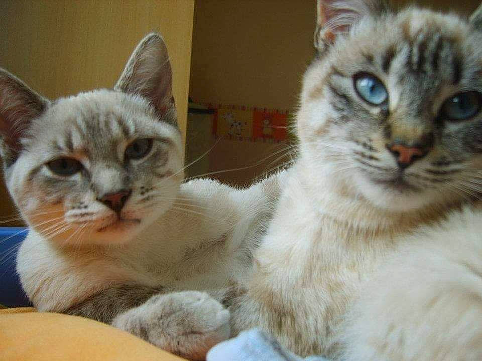 Capsule a rejoint le concours — aidez-le/la à gagner de superbes lots ! carnivore, cat, cat_furniture, cat_supply, claw, comfort, domestic_short_haired_cat, fawn, felidae, fur, paw, pet_supply, photo_caption, small_to_medium_sized_cats, snout, tail, whiskers, window