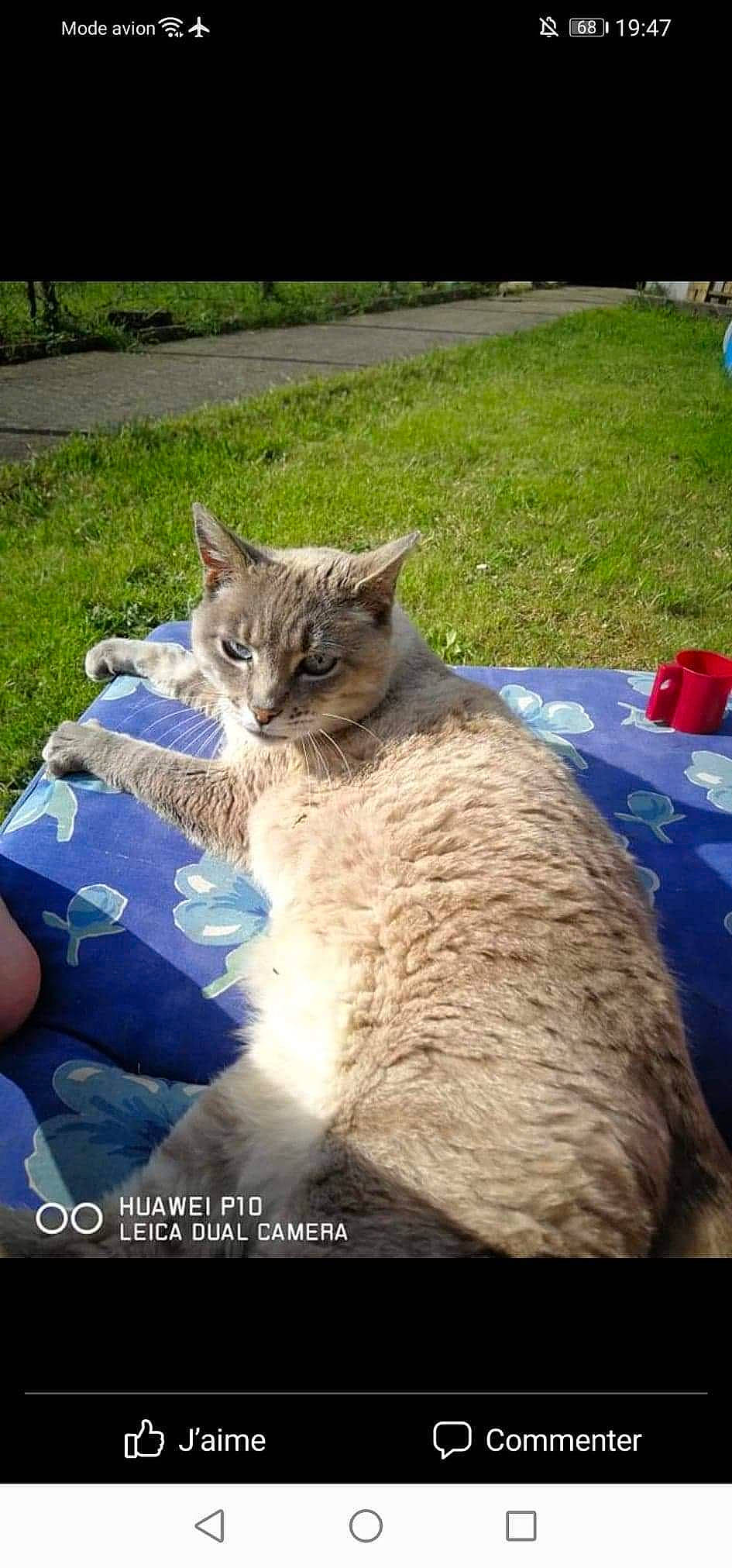 Capsule a rejoint le concours — aidez-le/la à gagner de superbes lots ! carnivore, cat, claw, domestic_short_haired_cat, fawn, felidae, fur, grass, happy, metal, paw, plant, sitting, small_to_medium_sized_cats, snout, soil, tail, terrestrial_animal, whiskers, wildlife