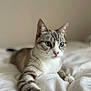 animal, bedroom, blue_eyes, cat, close_up, cute, domestic, feline, fur, indoor, paw, pet, portrait, relaxed, sleepy, soft_light, striped, tabby, whiskers, white_bed