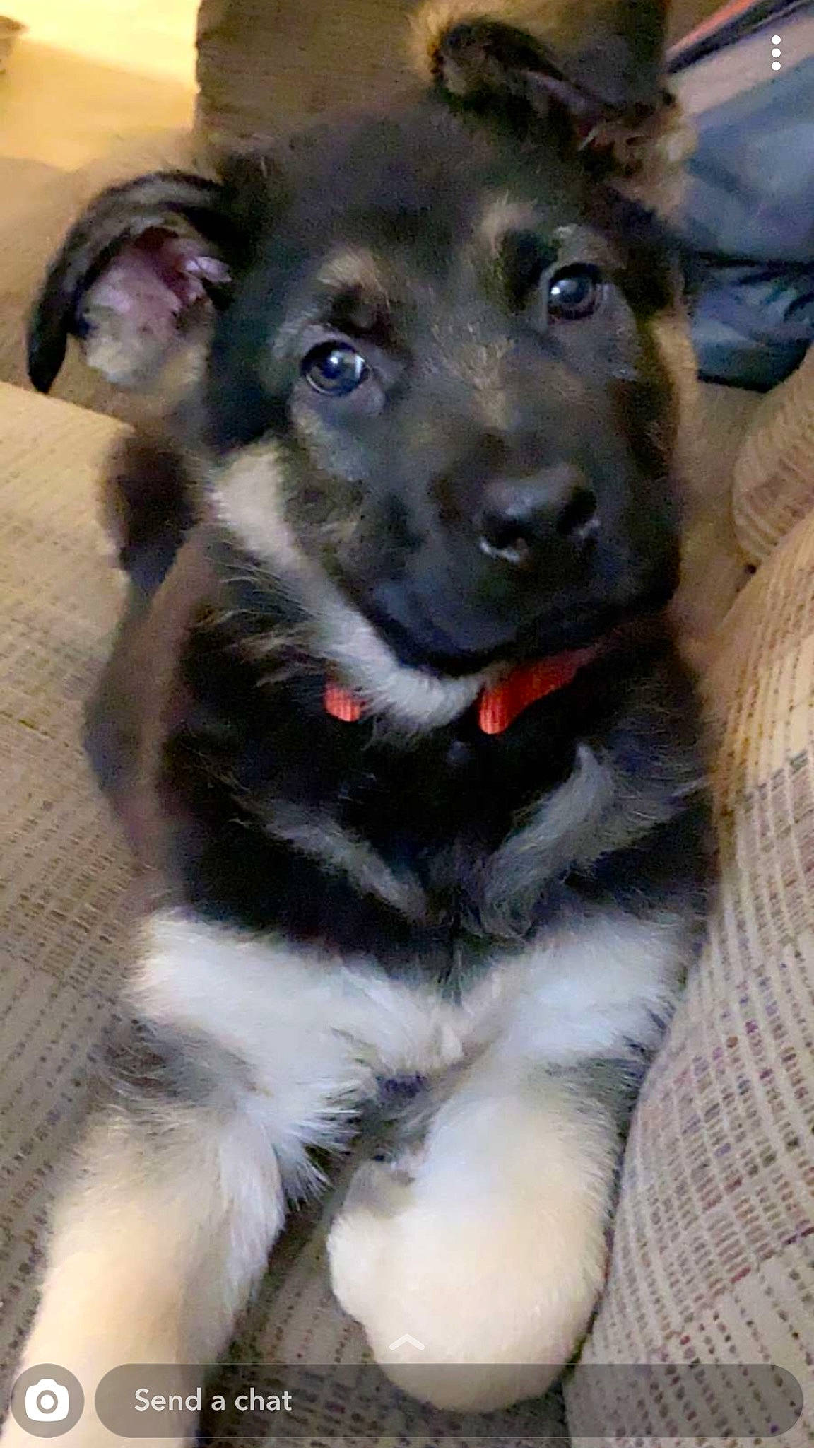 Chief joined the competition — help win amazing prizes! bohemian_shepherd, canidae, carnivore, dog, dog_breed, east_european_shepherd, german_shepherd_dog, herding_dog, king_shepherd, mammal, old_german_shepherd_dog, puppy, rare_breed_dog, shiloh_shepherd_dog, snout, vertebrate, working_dog