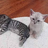 Baily is registered to the contest to win money with this photo: animal, cat, curious, cute, domestic, feline, fur, gray, indoor, kitten, lying_down, pet, playful, sitting, small, striped, white, white_rug, wooden_floor, young