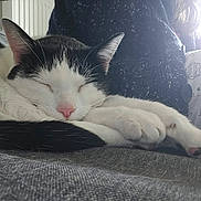 Aïko participe au concours pour gagner de l'argent avec cette photo : cat, sleeping, white_fur, black_fur, pink_nose, paws, close_up, indoor, cozy, resting, feline, pet, animal, texture, fabric, soft_light, relaxation, cute, whiskers, home