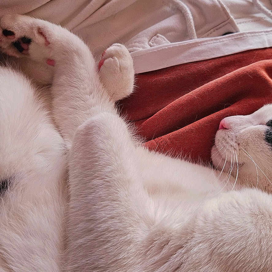 Aïko participe au concours pour gagner de l'argent avec cette photo : animal, black_and_white, cat, clothing, comfort, cozy, cute, fur, indoor, lap, paws, person, pet, pink_nose, relaxing, resting, sleeping, soft, warm, whiskers