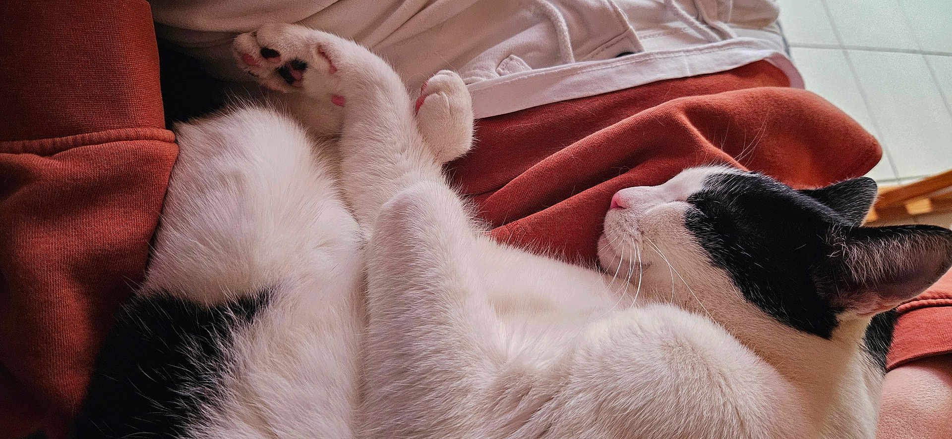 Aïko participe au concours pour gagner de l'argent avec cette photo : cat, black_and_white, sleeping, paws, fur, indoor, cozy, person, lap, clothing, resting, cute, pet, animal, whiskers, pink_nose, relaxing, soft, warm, comfort