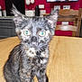 Vénus participe au concours pour gagner de l'argent avec cette photo : kitten, cat, tortoiseshell, pet, animal, table, wooden_table, indoor, kitchen, chair, television, appliance, blur, fur, whiskers, ears, eyes, curious, domestic, feline