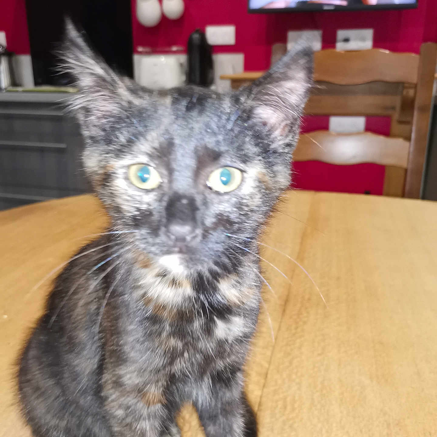 Vénus participe au concours pour gagner de l'argent avec cette photo : animal, appliance, blur, cat, chair, curious, domestic, ears, eyes, feline, fur, indoor, kitchen, kitten, pet, table, television, tortoiseshell, whiskers, wooden_table