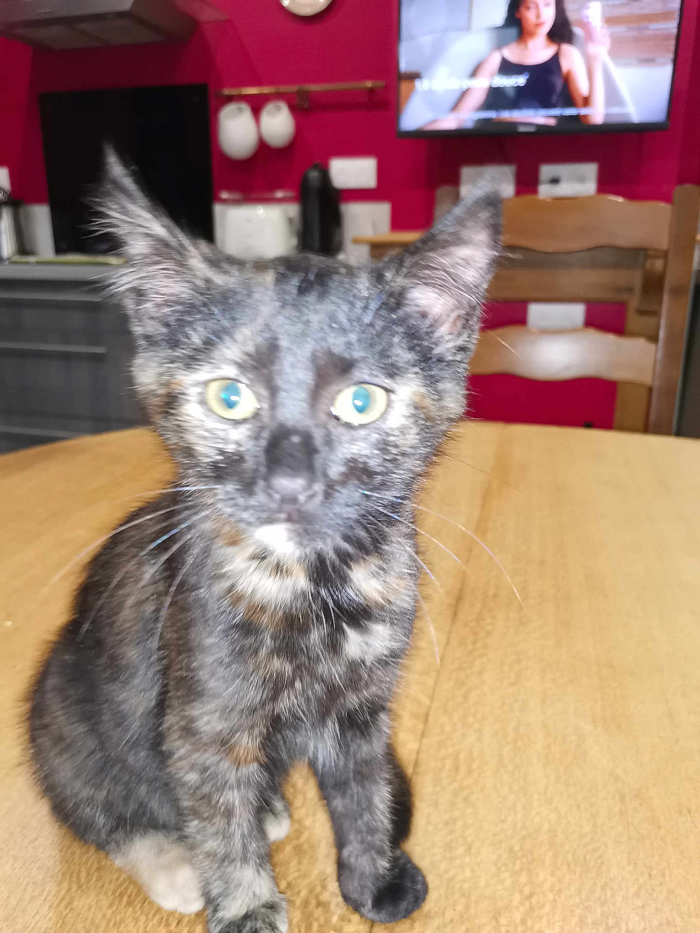 Vénus participe au concours pour gagner de l'argent avec cette photo : kitten, cat, tortoiseshell, pet, animal, table, wooden_table, indoor, kitchen, chair, television, appliance, blur, fur, whiskers, ears, eyes, curious, domestic, feline