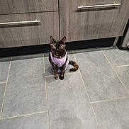 Vénus participe au concours pour gagner de l'argent avec cette photo : cat, tortoiseshell_cat, pet, animal, indoor, floor, tile_floor, kitchen, cabinet, wooden_cabinet, purple_outfit, sitting, looking, curious, calm, domestic, feline, cute, small, companion