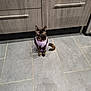 cat, tortoiseshell_cat, pet, animal, indoor, floor, tile_floor, kitchen, cabinet, wooden_cabinet, purple_outfit, sitting, looking, curious, calm, domestic, feline, cute, small, companion