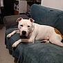 dog, white_dog, brown_spot, couch, blue_couch_cover, living_room, carpet, pet, relaxed, indoor, furniture, household_items, kitchen_appliances, thermostat, dog_face, paw, canine, domestic_animal, resting, looking_at_camera