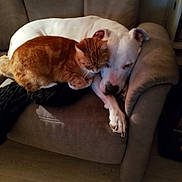 Roc participe au concours pour gagner de l'argent avec cette photo : dog, cat, armchair, indoor, pet, snuggling, white_dog, orange_cat, furniture, cozy, animal, companion, resting, couch, home, floor, cute, fur, relaxing, domestic