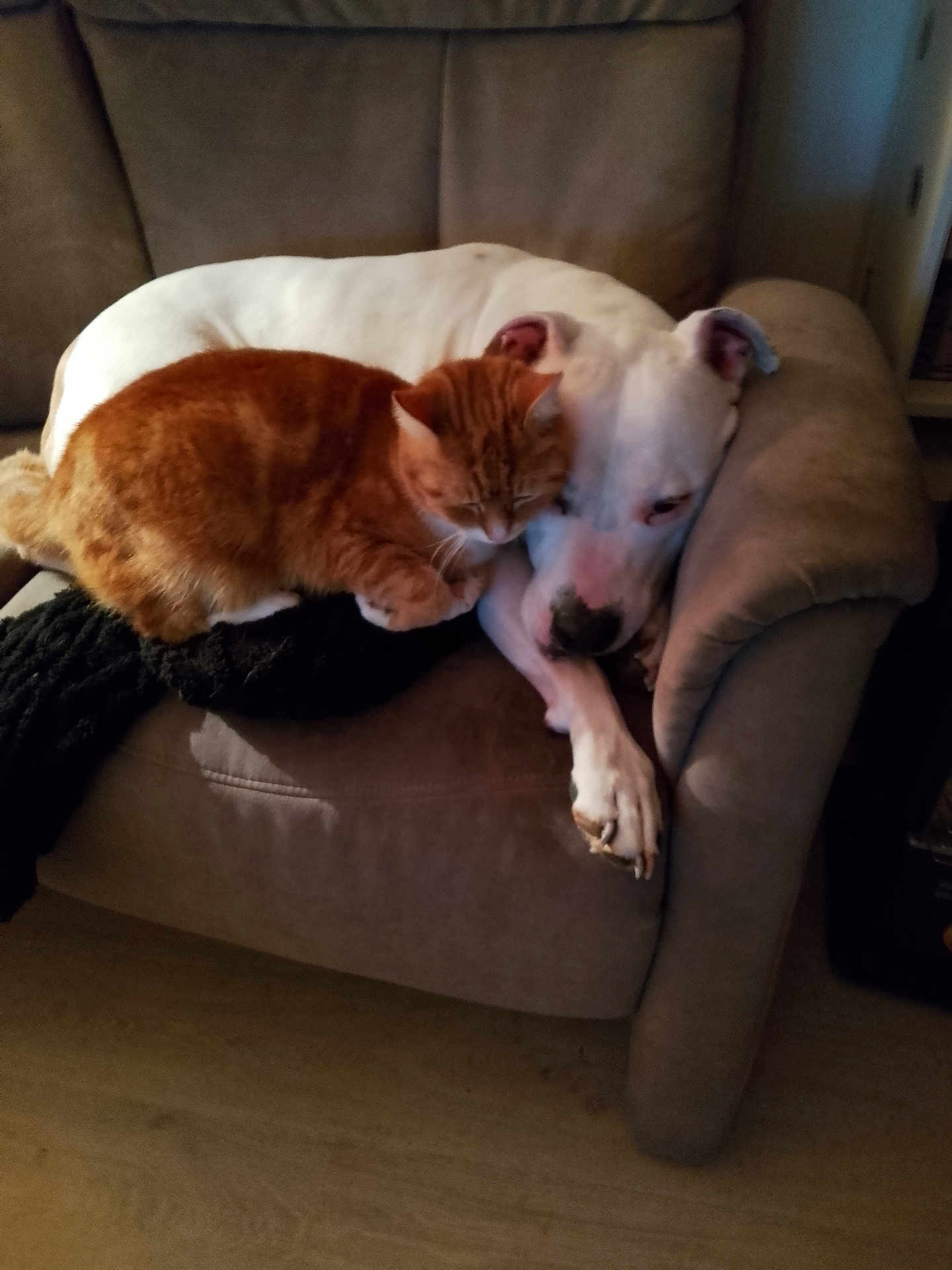 Roc participe au concours pour gagner de l'argent avec cette photo : dog, cat, armchair, indoor, pet, snuggling, white_dog, orange_cat, furniture, cozy, animal, companion, resting, couch, home, floor, cute, fur, relaxing, domestic