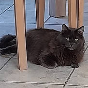 Nougat a rejoint le concours — aidez-le/la à gagner de superbes lots ! angora, animal, blackcat, cat, egyptiancat, indoors, interiordesign, kitten, manx, pet, slate, wood