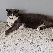 Uska a rejoint le concours — aidez-le/la à gagner de superbes lots ! cat, gray_cat, white_cat, pet, animal, feline, resting, indoor, blanket, patterned_blanket, paw_prints, bone_prints, soft_texture, fur, relaxed, lying_down, cute, cozy, domestic_animal, wall