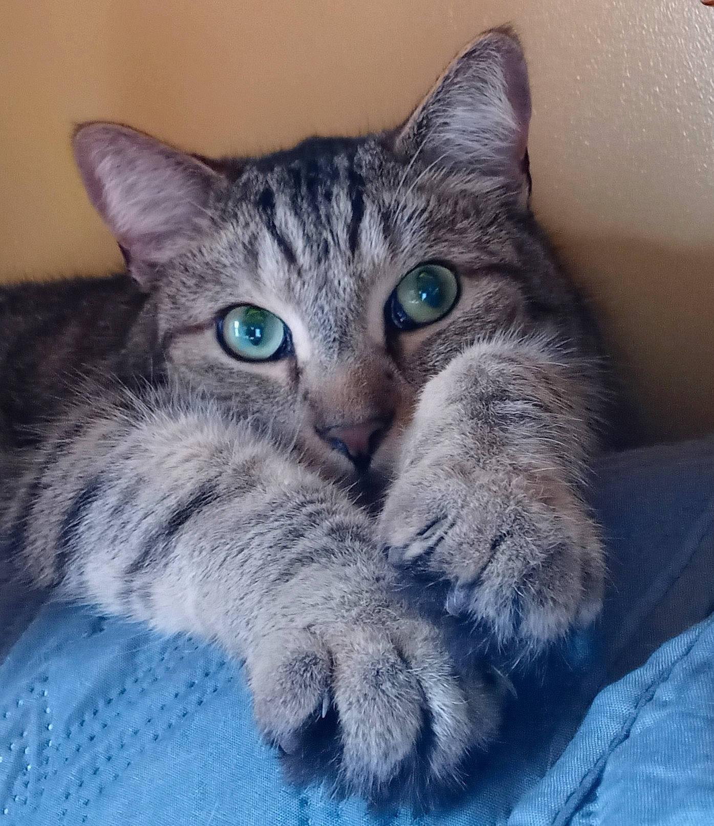 Nugget joined the competition — help win amazing prizes! carnivore, cat, claw, comfort, domestic_short_haired_cat, door, electric_blue, felidae, fur, grey, paw, small_to_medium_sized_cats, snout, tail, whiskers, window